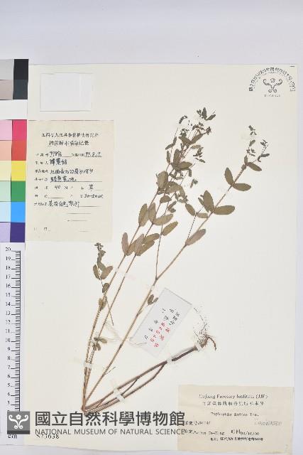 通奶草藏品圖，第1張