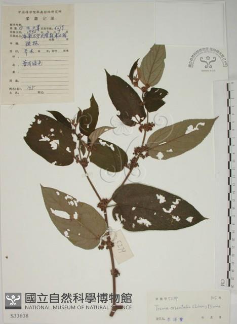 山黃麻藏品圖，第1張