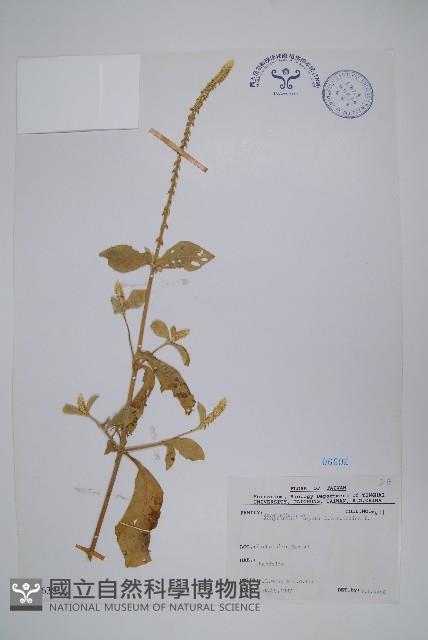 印度牛膝、土牛藤藏品圖，第1張