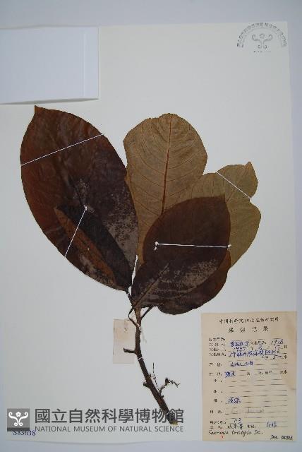 水東哥藏品圖，第1張