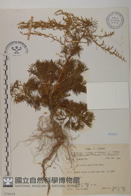 細葉山艾藏品圖，第1張