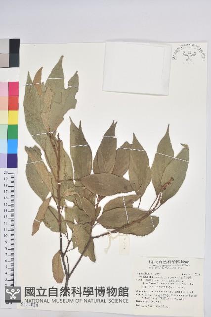 粗糠柴藏品圖，第1張