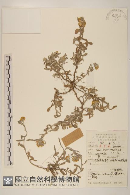 秋鼠麴草藏品圖，第1張