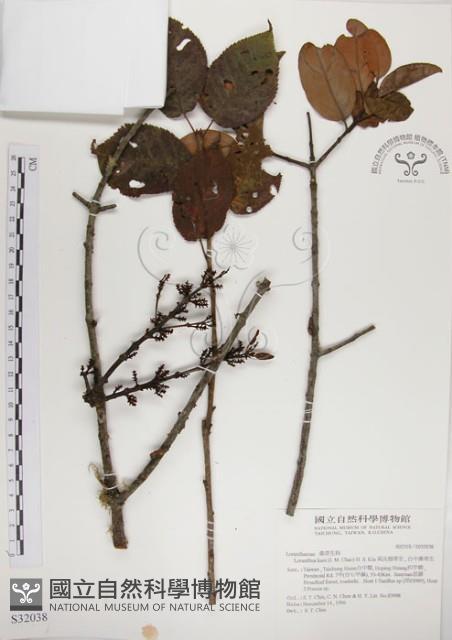 高氏桑寄生藏品圖，第1張