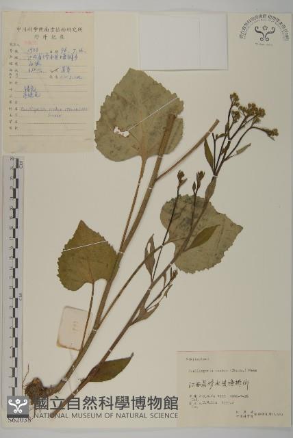 東風菜藏品圖，第1張