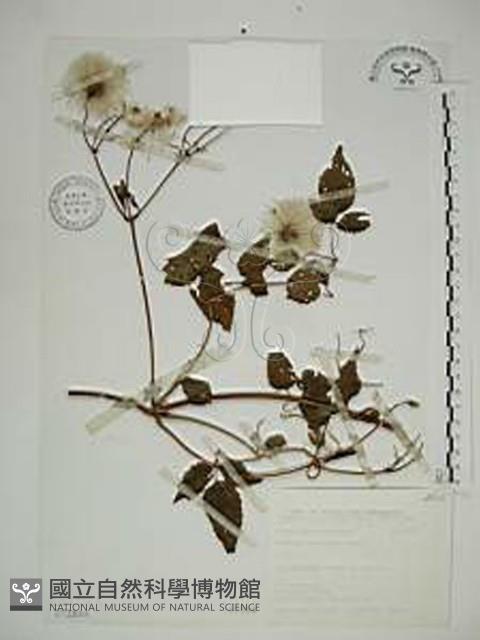 小木通藏品圖，第1張