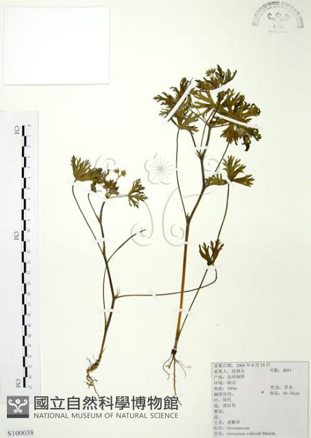 老鸛草藏品圖，第1張