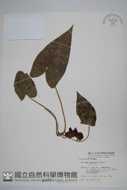 下花細辛藏品圖，第1張