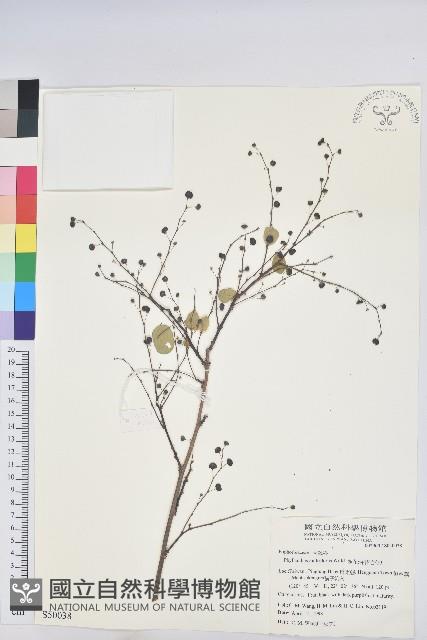 多花油柑、白仔藏品圖，第1張