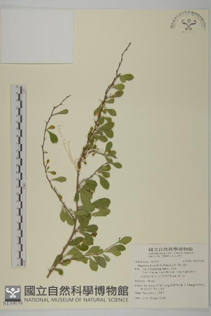 北仲, 刺裸實藏品圖，第1張