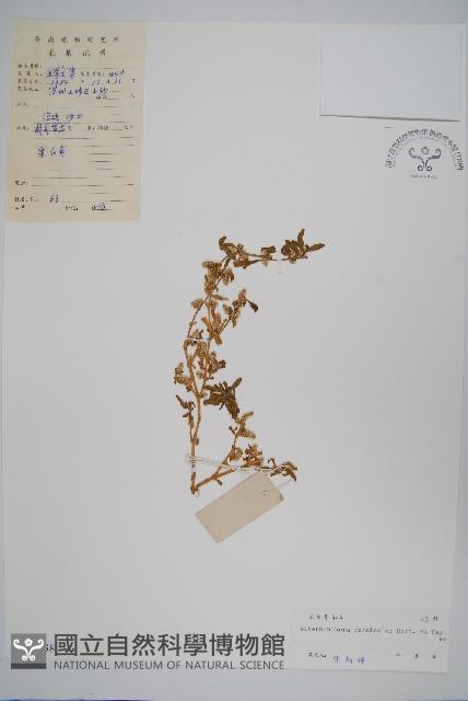 錦繡莧藏品圖，第1張