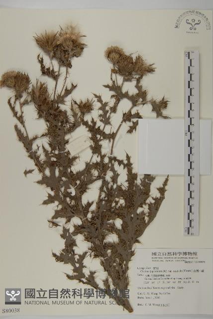 南國小薊藏品圖，第1張