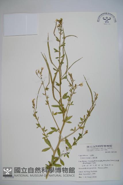 向天黃藏品圖，第1張