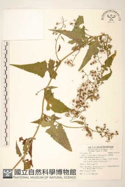 蔓黃菀藏品圖，第1張