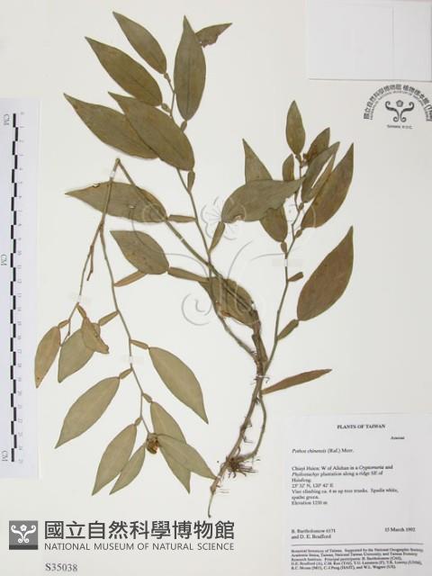 柚葉藤藏品圖，第1張