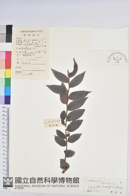 毛果算盤子藏品圖，第1張