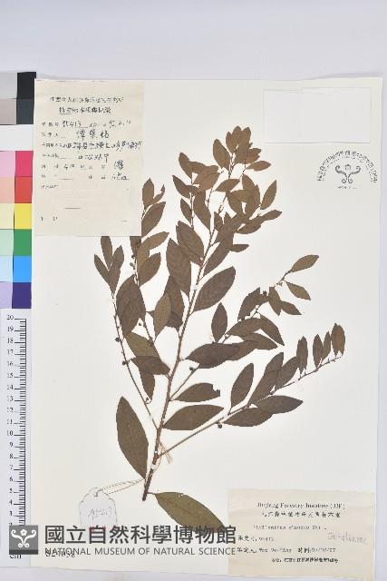 青灰葉下珠藏品圖，第1張