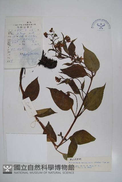 寬葉假鶴虱藏品圖，第1張