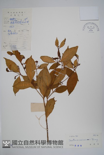海南狗牙花藏品圖，第1張