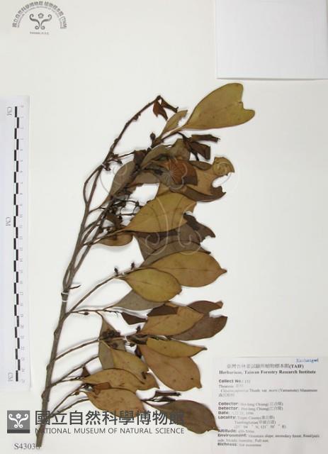 森氏紅淡比藏品圖，第1張