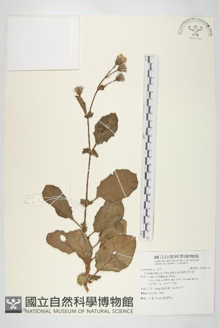 蘭嶼木耳菜藏品圖，第1張