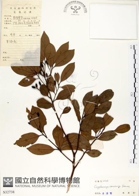 海南厚殼桂、土楠藏品圖，第1張