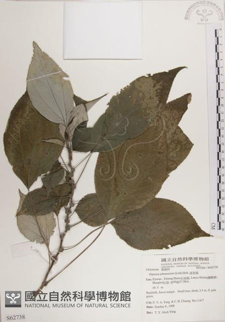 落尾麻藏品圖，第1張