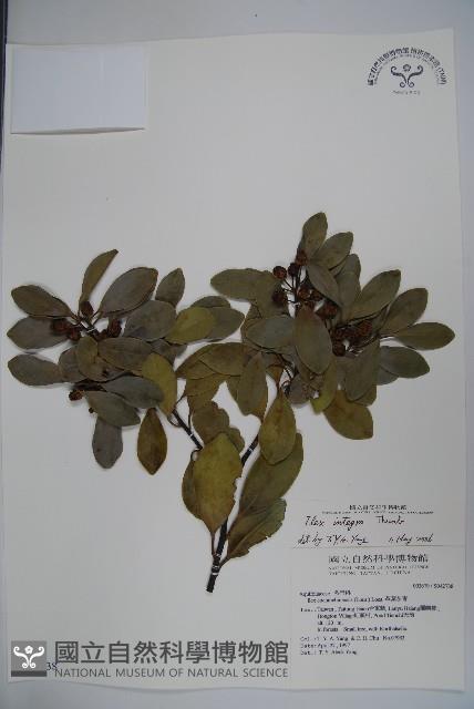 全緣葉冬青藏品圖，第1張