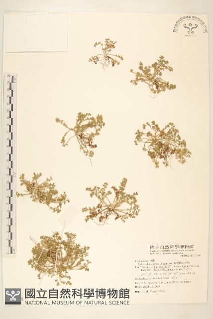 翅果假吐金菊藏品圖，第1張