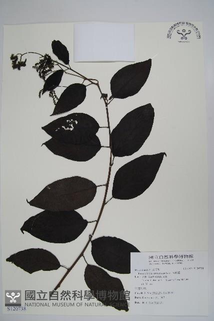 冷飯藤藏品圖，第1張