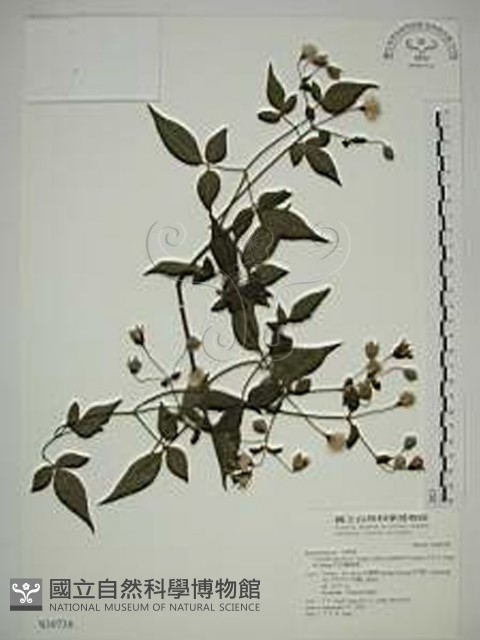 巴氏鐵線蓮藏品圖，第1張