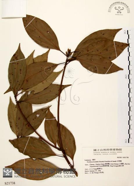 五掌楠藏品圖，第1張