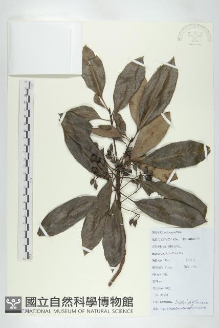 俄氏虎皮楠、蘭嶼虎皮楠、虎皮楠藏品圖，第1張