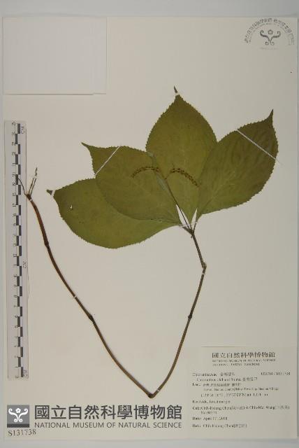 臺灣及己藏品圖，第1張