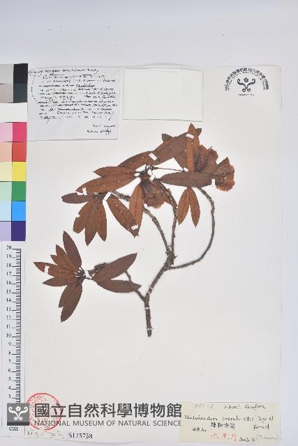 糠秕杜鵑花藏品圖，第1張