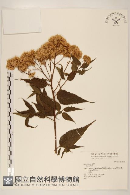 登錄號:S034738藏品圖，第1張