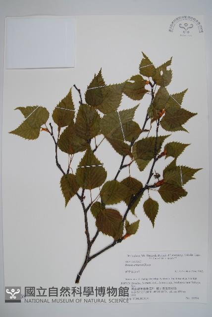 岳樺藏品圖，第1張