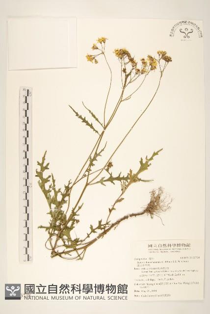 關山千里光藏品圖，第1張