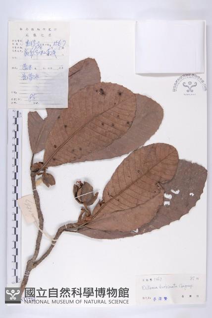 大花五椏果藏品圖，第1張