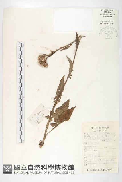 華北鳳毛菊藏品圖，第1張