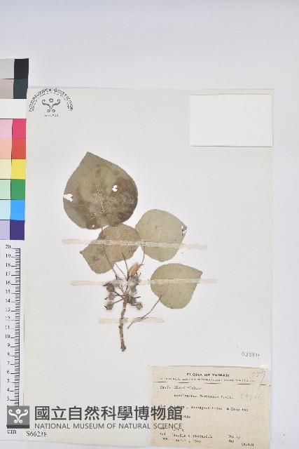 圓葉血桐藏品圖，第1張