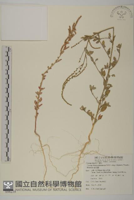 變葉藜藏品圖，第1張