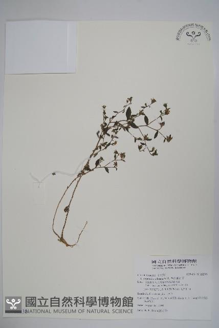 西南風鈴草藏品圖，第1張