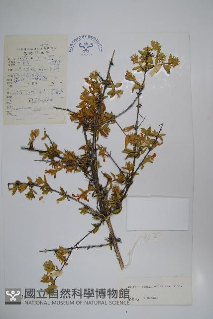 醉魚草狀六道木藏品圖，第1張