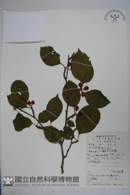 大柄冬青藏品圖，第1張