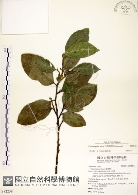 菲律賓榕藏品圖，第1張