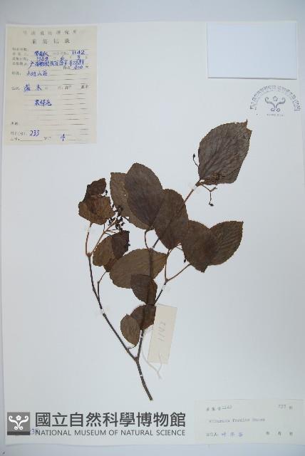 南方莢迷藏品圖，第1張