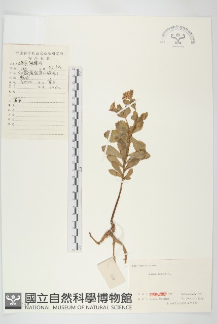 費菜藏品圖，第1張