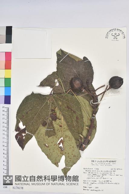 廣東油桐、皺桐藏品圖，第1張