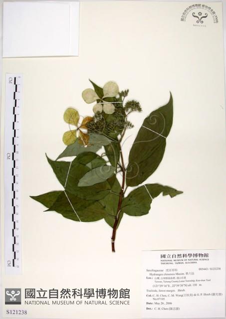 華八仙藏品圖，第1張